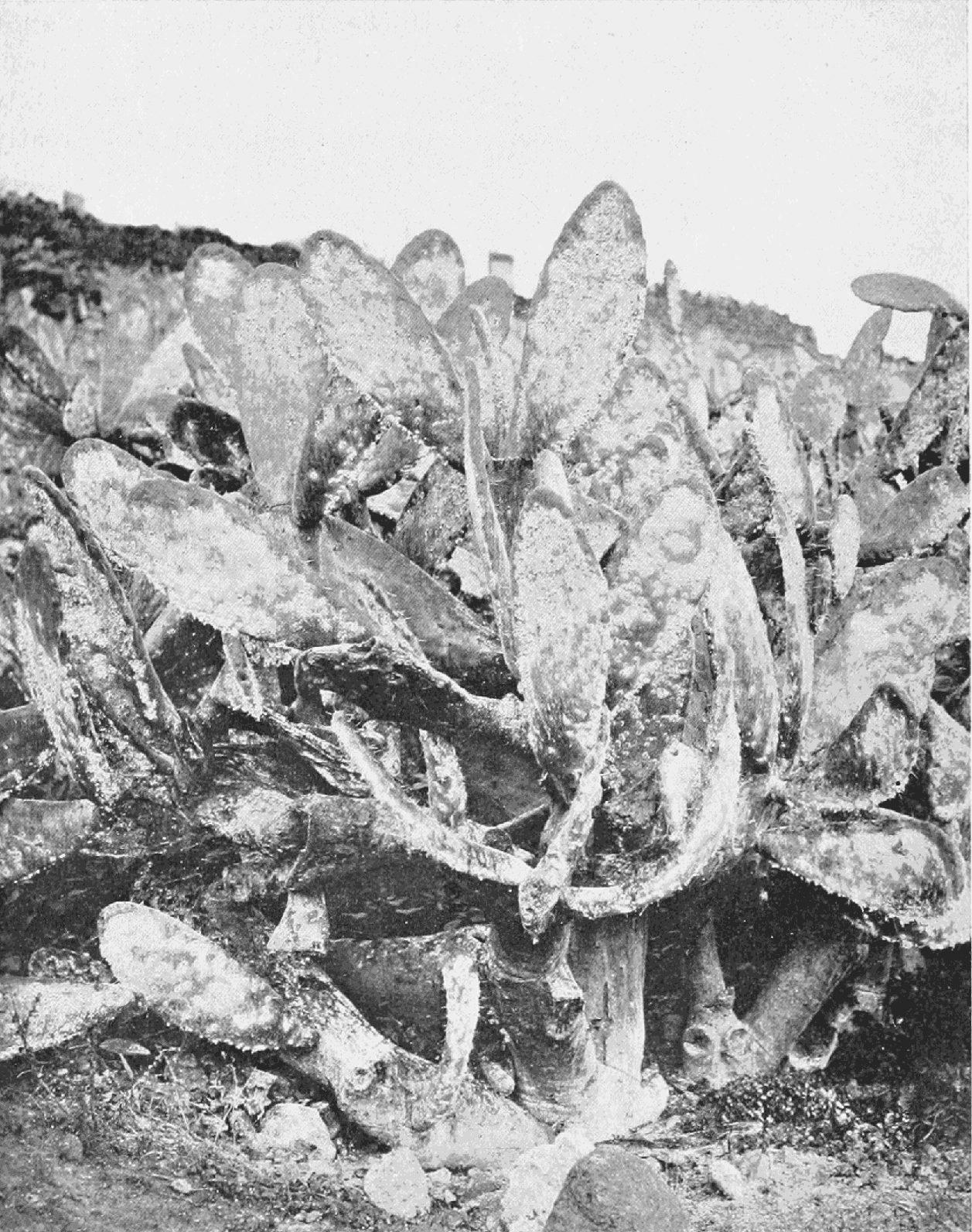 Fotografía de finales del siglo XIX de nopales cubiertos de cochinilla, con las pencas moteadas de blanco