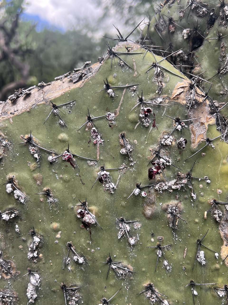 Penca de nopal cubierta de manchas blancas algodonosas, cada una de las cuales protege un insecto de cochinilla
