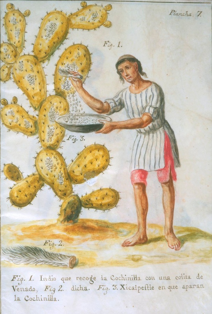 Lámina coloreada de 1777 en la que un hombre recoge cochinilla de una penca de nopal con una cola de venado, junto a un cuenco