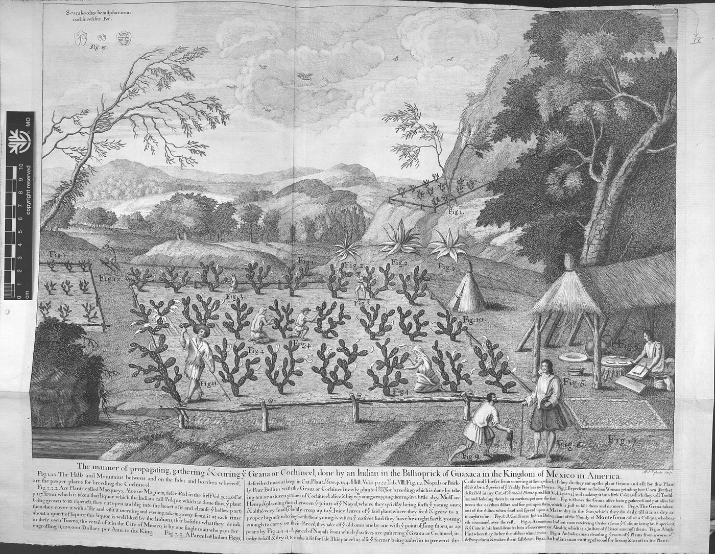 Grabado de 1707 de una plantación de nopales con figuras trabajando entre las filas y una casa al fondo
