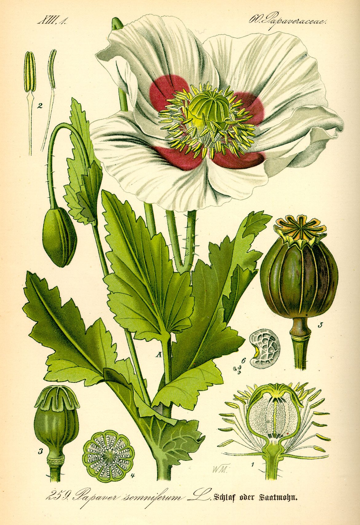 Lámina botánica en color de una adormidera con tallo, hojas, flor y cápsula de semillas, y detalles de sus partes