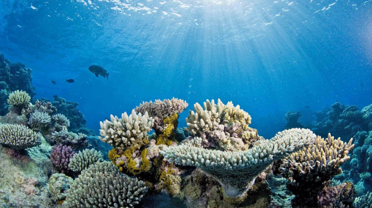 Fotografía submarina de un arrecife con corales de colores y otros blanqueados, y peces pequeños nadando
