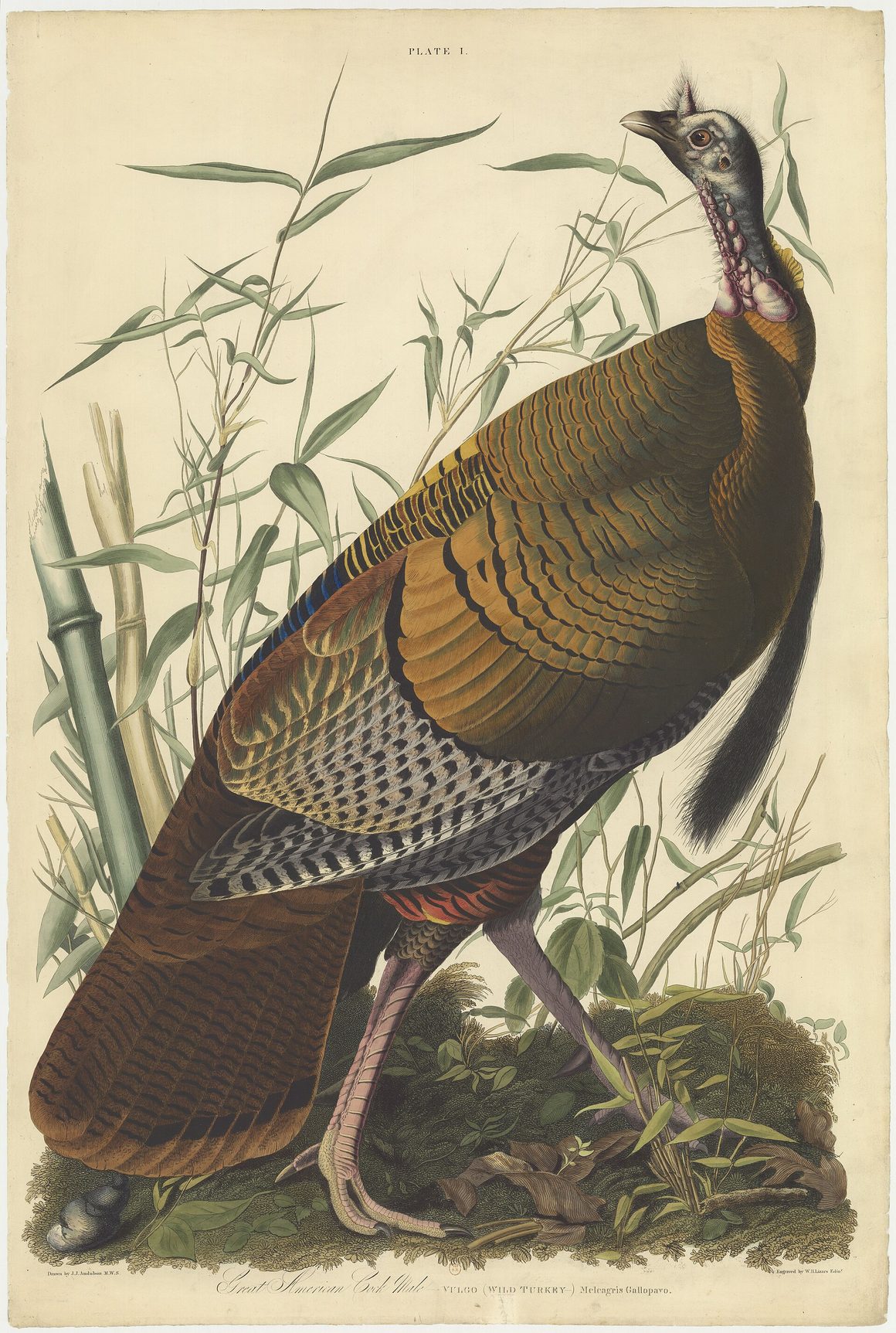 Lámina antigua en color de un pavo salvaje macho de tamaño natural, con las plumas desplegadas, entre cañas