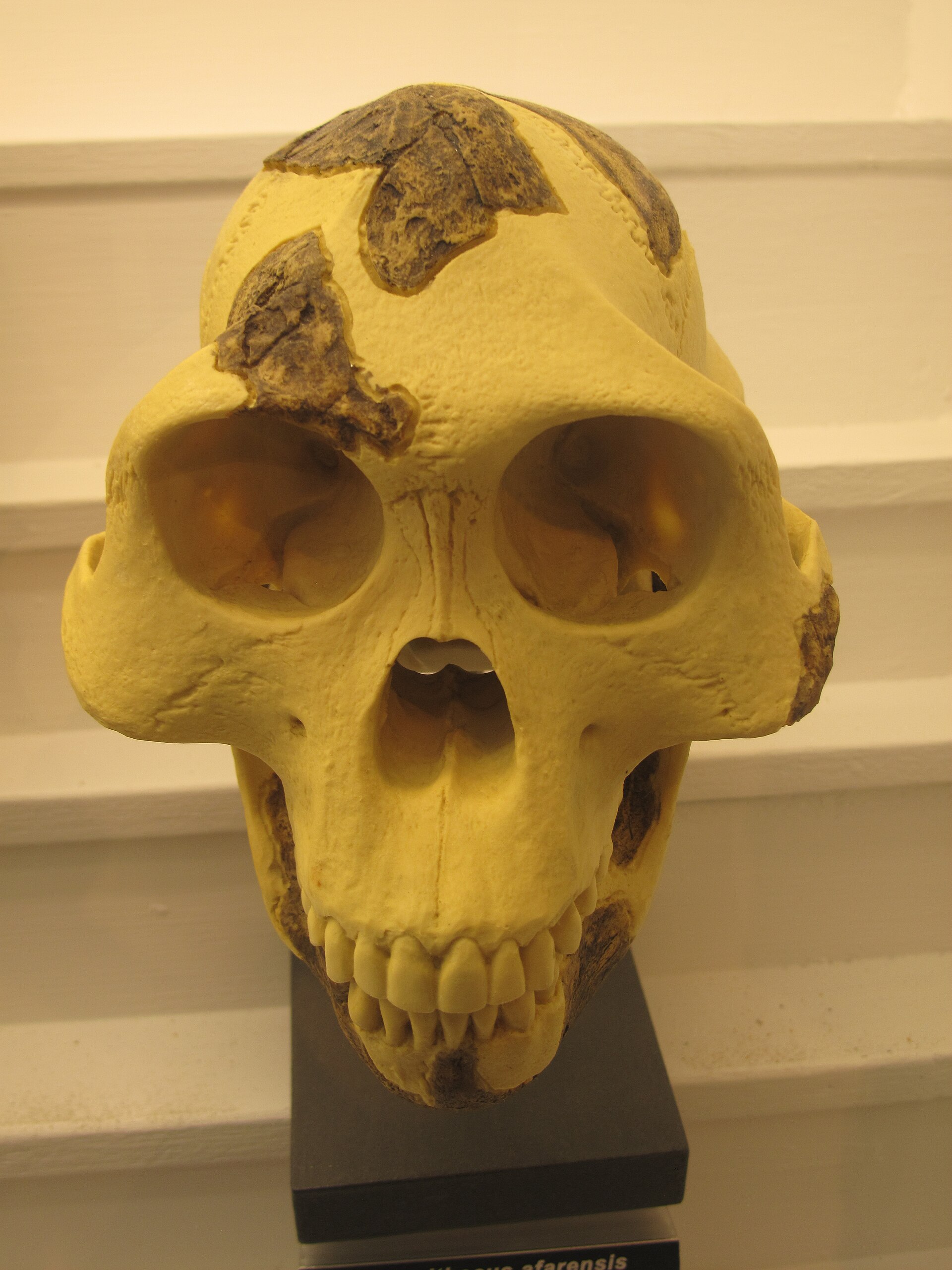 Cráneo fósil reconstruido de un australopiteco, con la cara proyectada hacia delante y la bóveda craneal pequeña, sobre un soporte de museo
