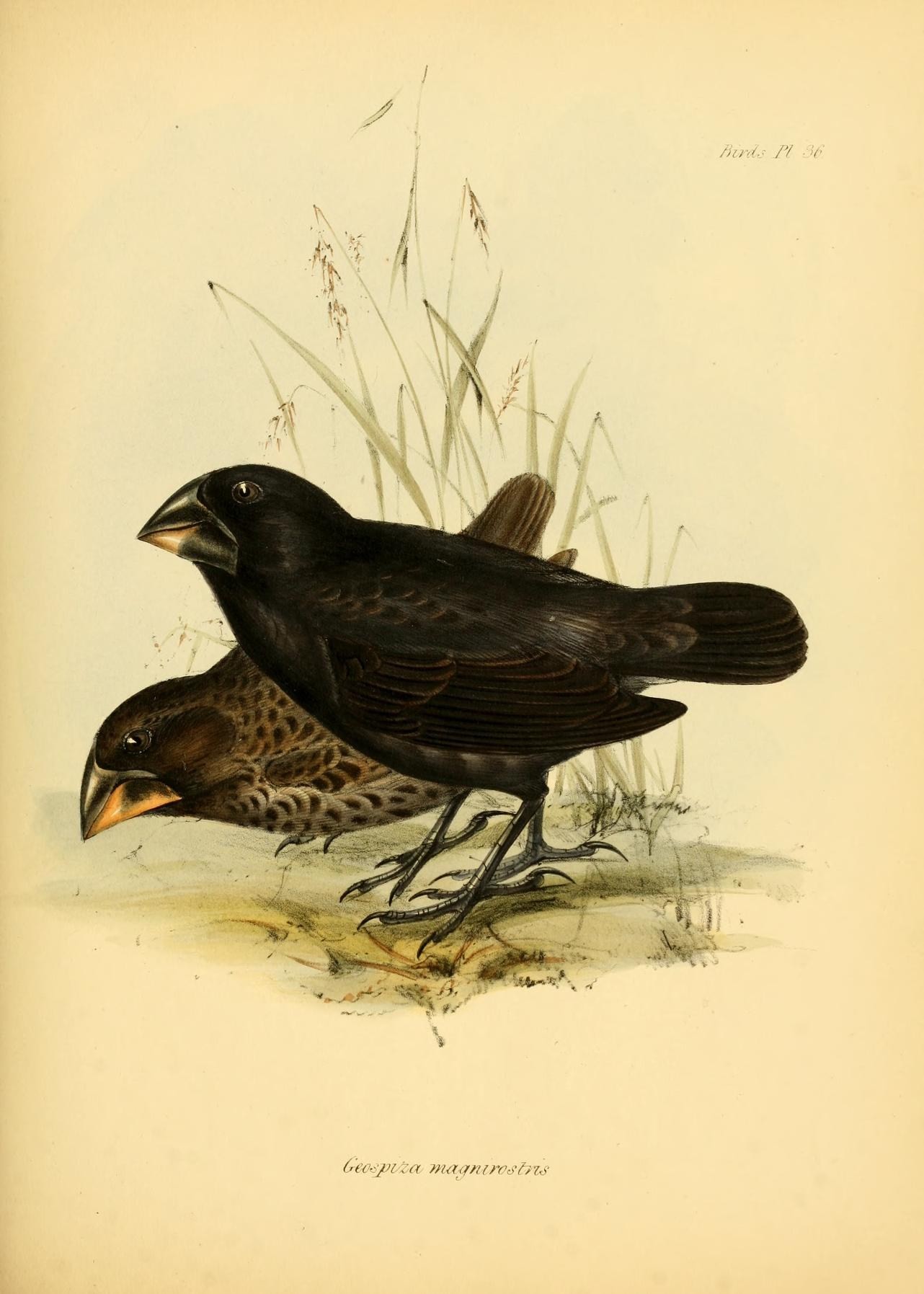 Lámina antigua en color con un pájaro de plumaje pardo y pico fuerte, de un libro de zoología del siglo XIX