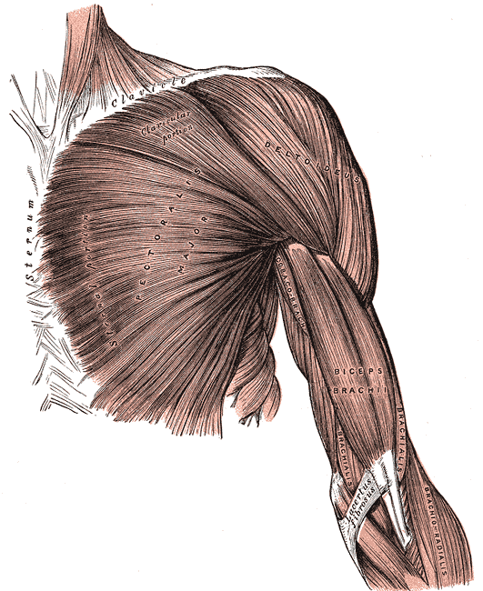 Dibujo anatómico de los músculos del brazo vistos de frente, con el bíceps y los músculos del hombro y el antebrazo con sus nombres