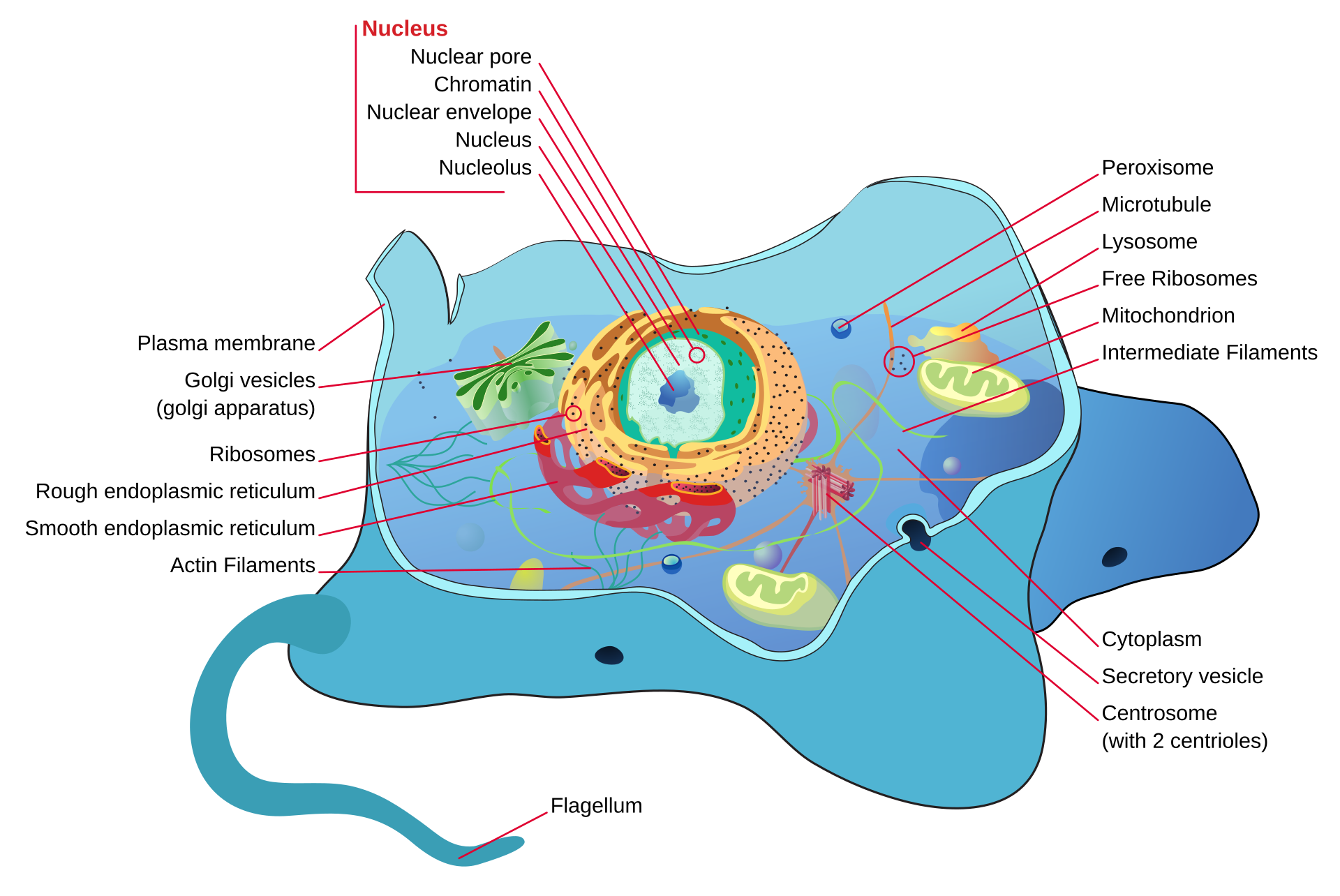 Esquema de una célula animal con el núcleo, las mitocondrias, el retículo endoplasmático, el aparato de Golgi, lisosomas y centriolos, cada parte numerada
