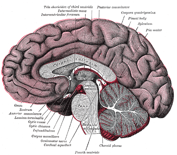 Dibujo anatómico del cerebro cortado por la mitad y visto desde dentro, con la corteza plegada, el cerebelo y el tronco, con los nombres en latín