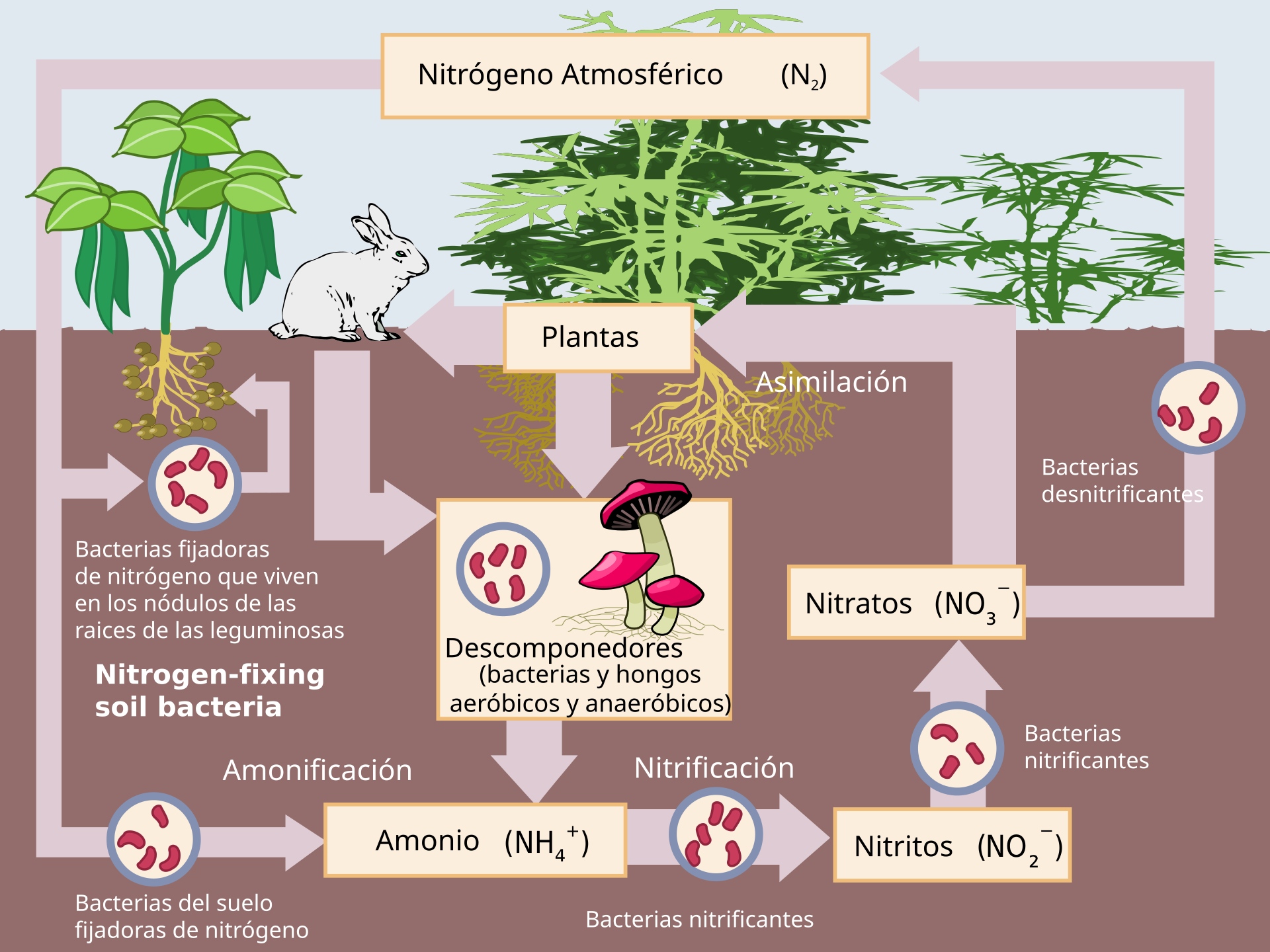 Esquema del ciclo del nitrógeno con flechas entre el aire, las plantas, los animales, el suelo y las bacterias, con los nombres en español