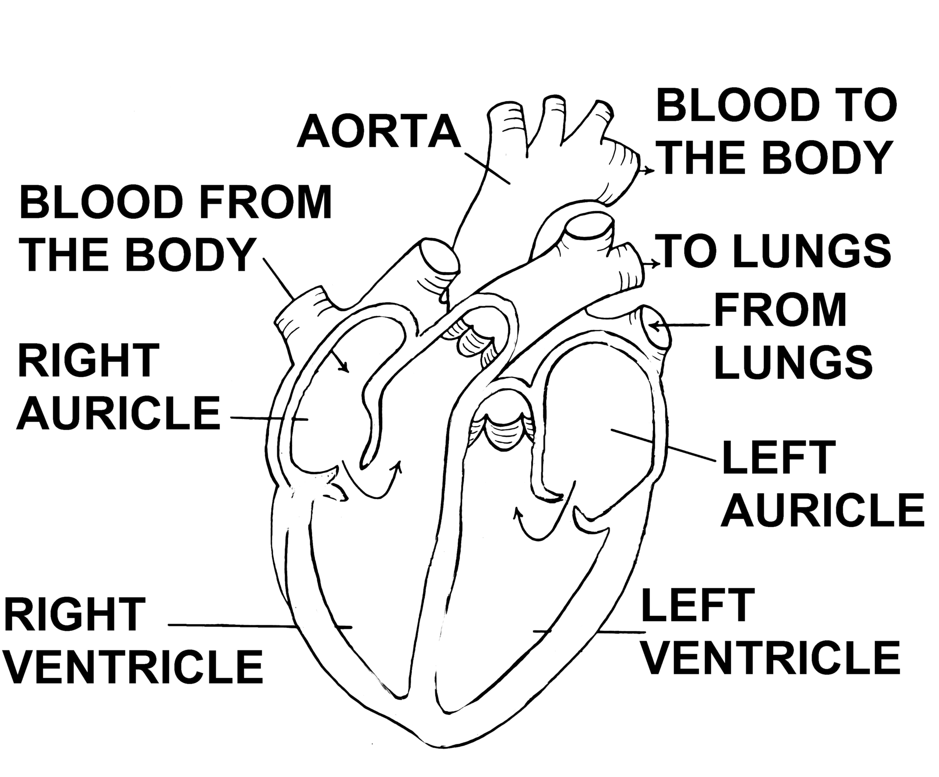 Dibujo del corazón cortado por la mitad, con las dos aurículas arriba, los dos ventrículos abajo y los grandes vasos que entran y salen