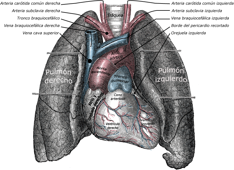 Dibujo anatómico del corazón y los dos pulmones vistos de frente, con la tráquea y los bronquios, con los nombres en español