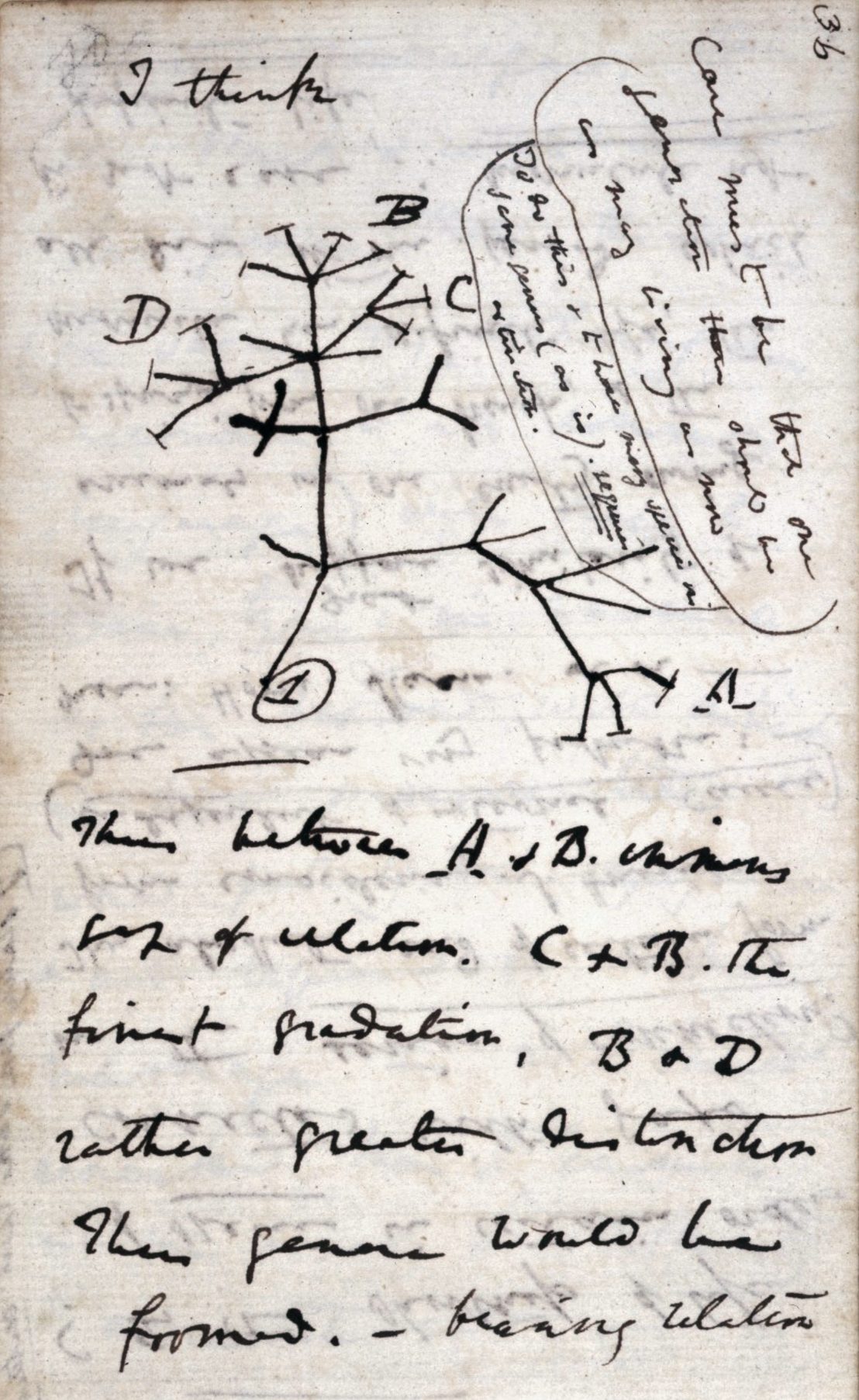 Página manuscrita de un cuaderno con un dibujo a tinta de un árbol ramificado y las palabras I think escritas encima
