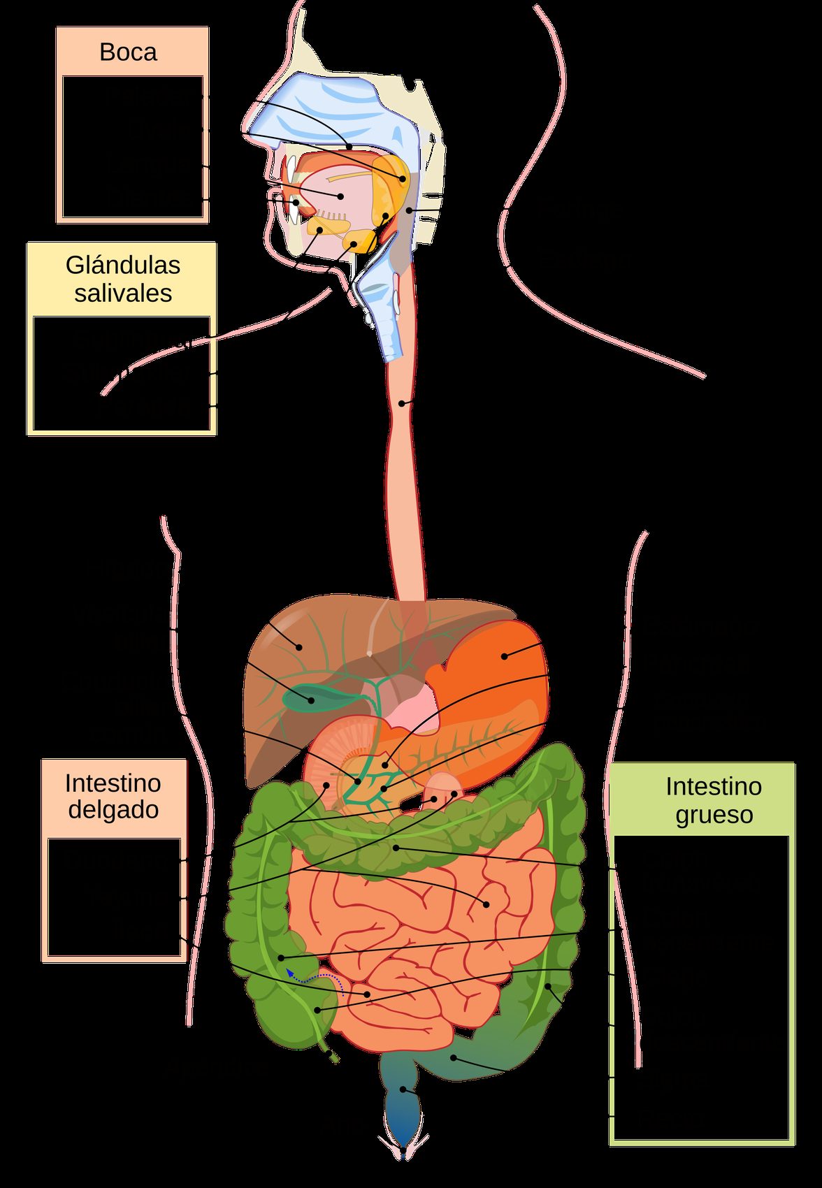 Esquema del aparato digestivo humano con la boca, el esófago, el estómago, el hígado, el páncreas, el intestino delgado y el grueso, con los nombres en español