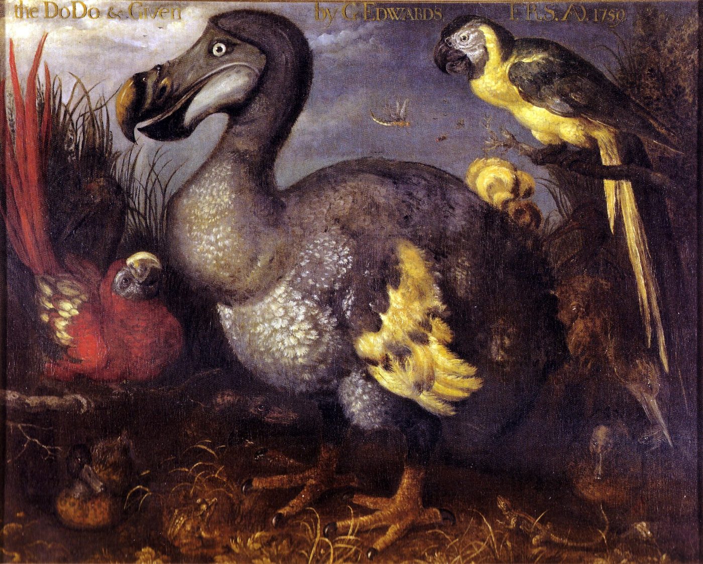 Pintura antigua de un ave grande y rechoncha de plumaje gris, pico ganchudo y alas diminutas, rodeada de otras aves