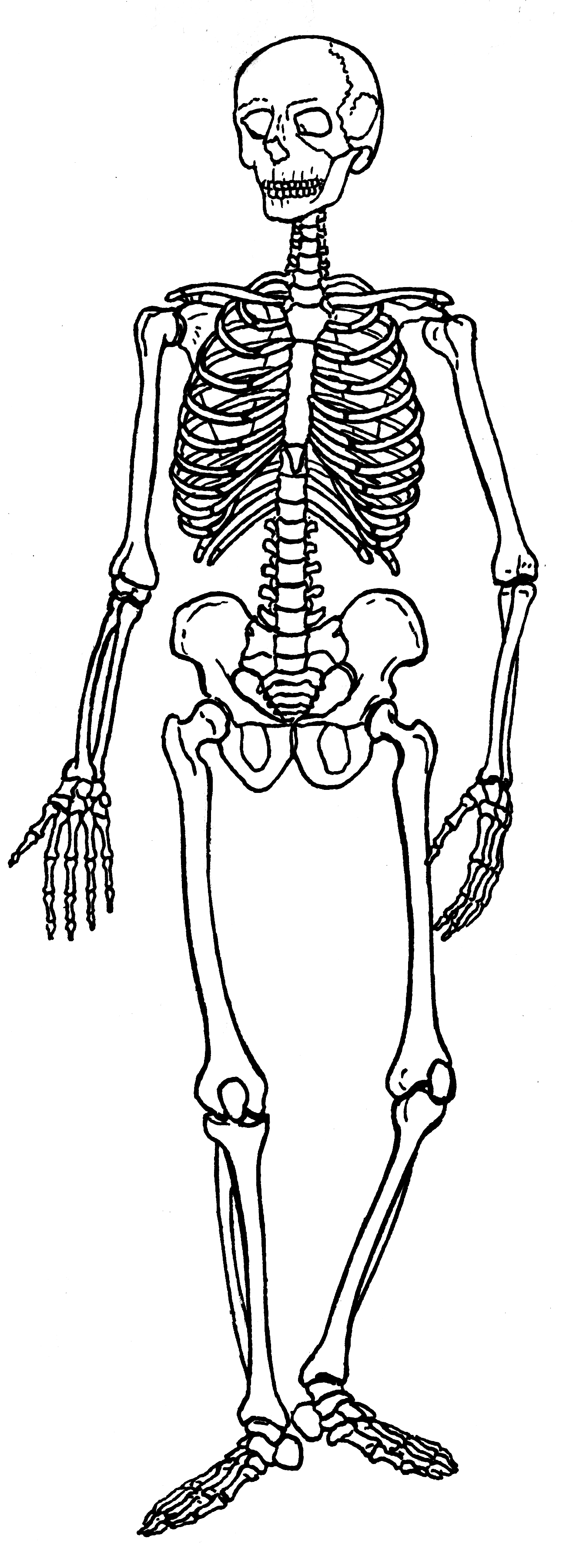 Dibujo del esqueleto humano completo de frente, con el cráneo, la columna, las costillas, la pelvis y los huesos de brazos y piernas