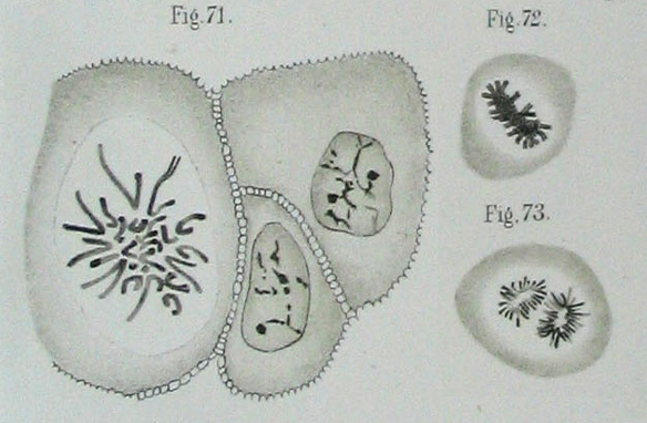 Dibujo antiguo de tres células con los cromosomas visibles como pequeños bastones curvados dentro del núcleo