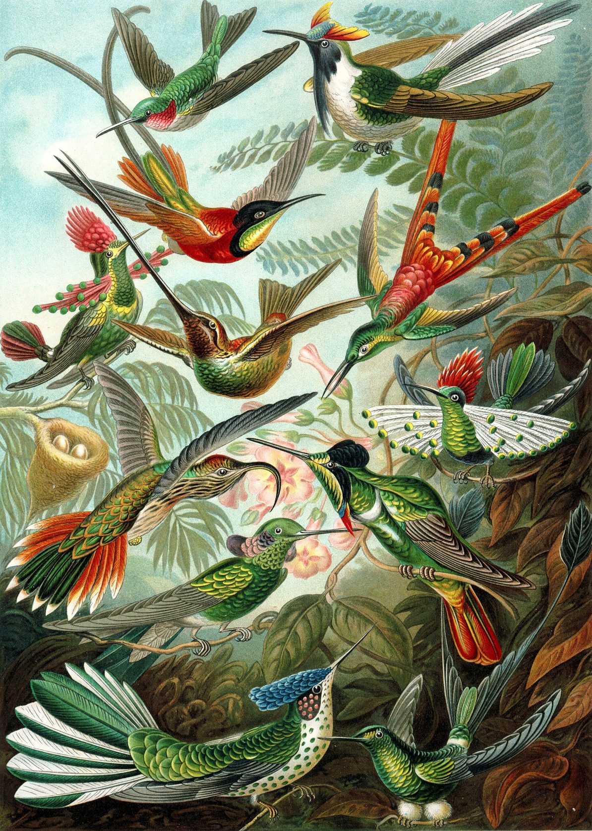 Lámina en color con muchos colibríes de plumajes brillantes en distintas posturas, con picos largos y finos