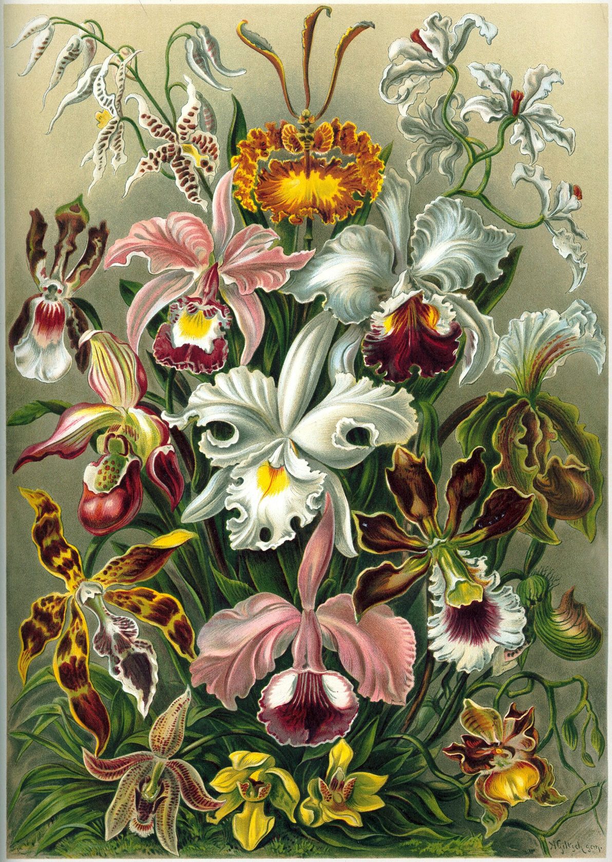 Lámina en color con varias orquídeas de formas y colores distintos, dibujadas con detalle sobre fondo claro
