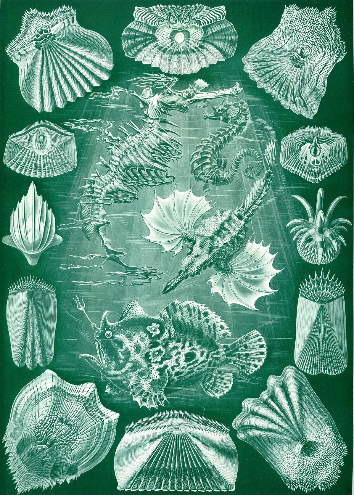 Lámina en color con varios peces óseos de formas raras, con aletas grandes y cuerpos comprimidos o alargados