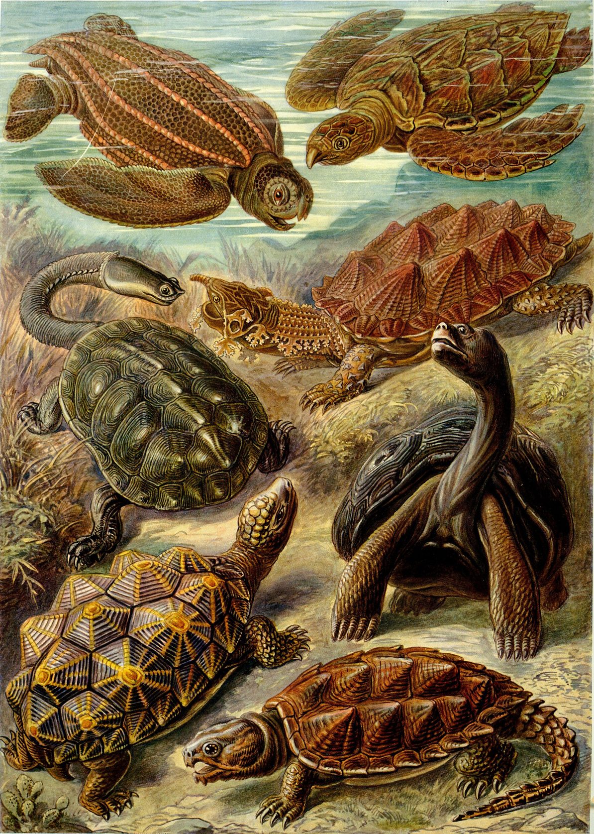 Lámina en color con varias tortugas marinas y terrestres, con caparazones de formas y dibujos distintos