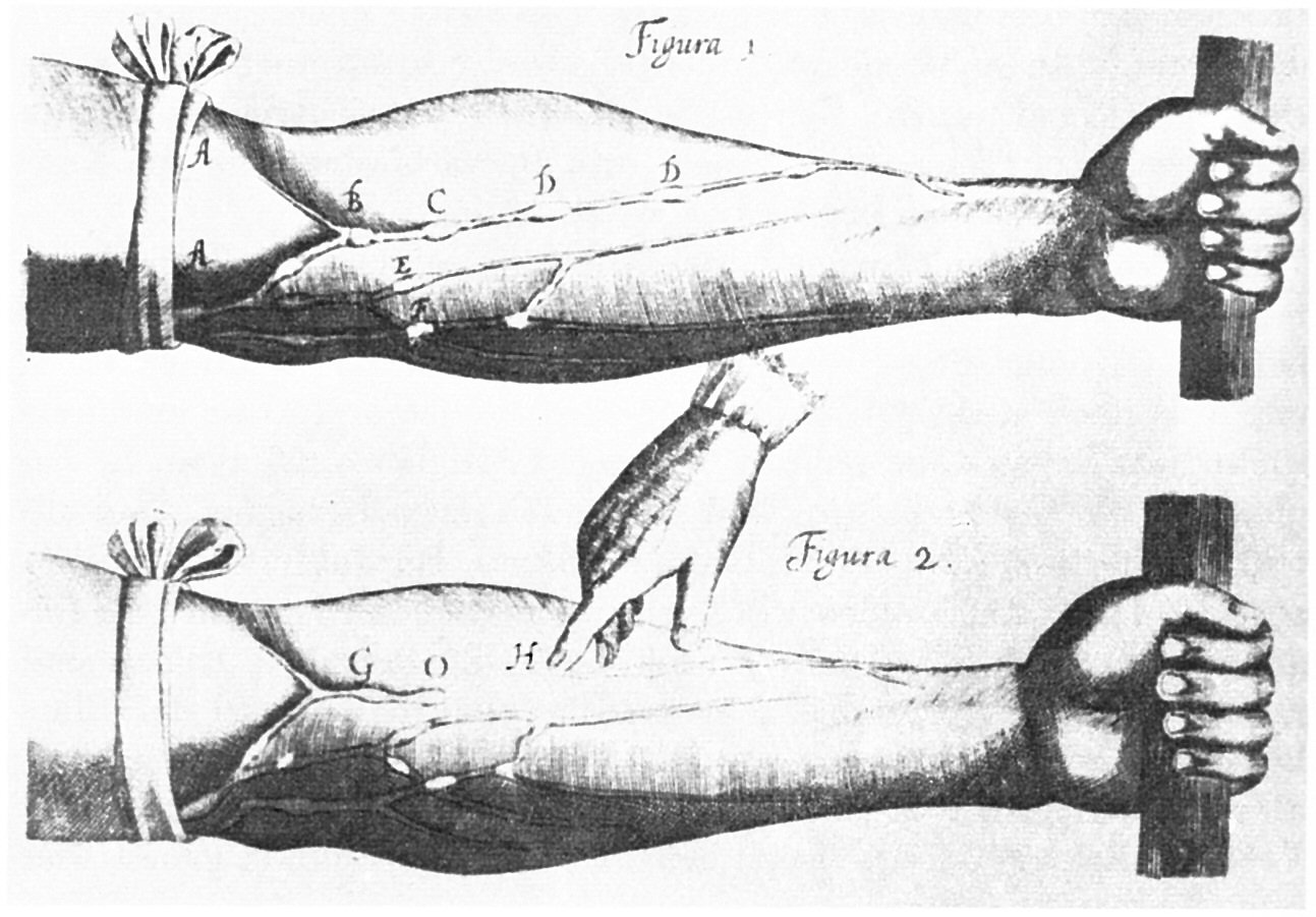 Grabado antiguo de dos antebrazos con las venas hinchadas por una cinta apretada y dedos que las presionan en distintos puntos
