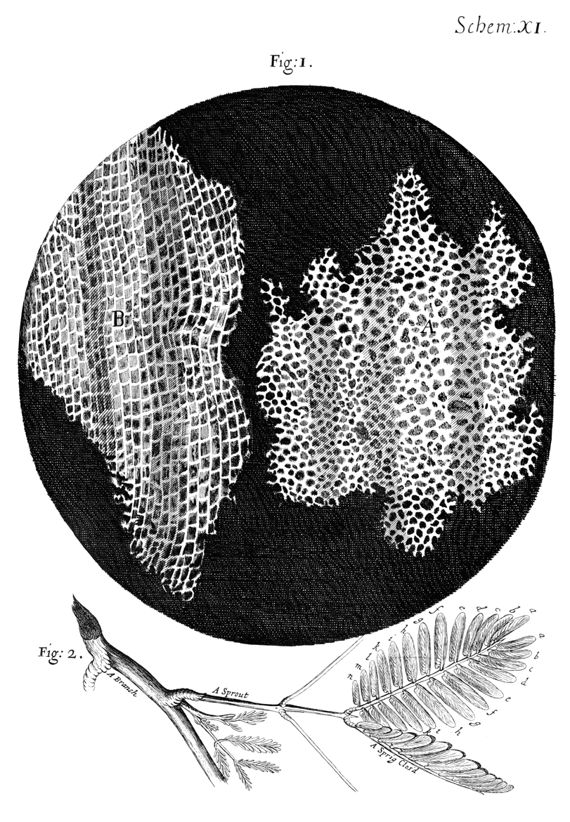 Grabado antiguo de dos trozos de corcho vistos al microscopio, con una trama de pequeñas celdas alargadas, y una rama con hojas debajo