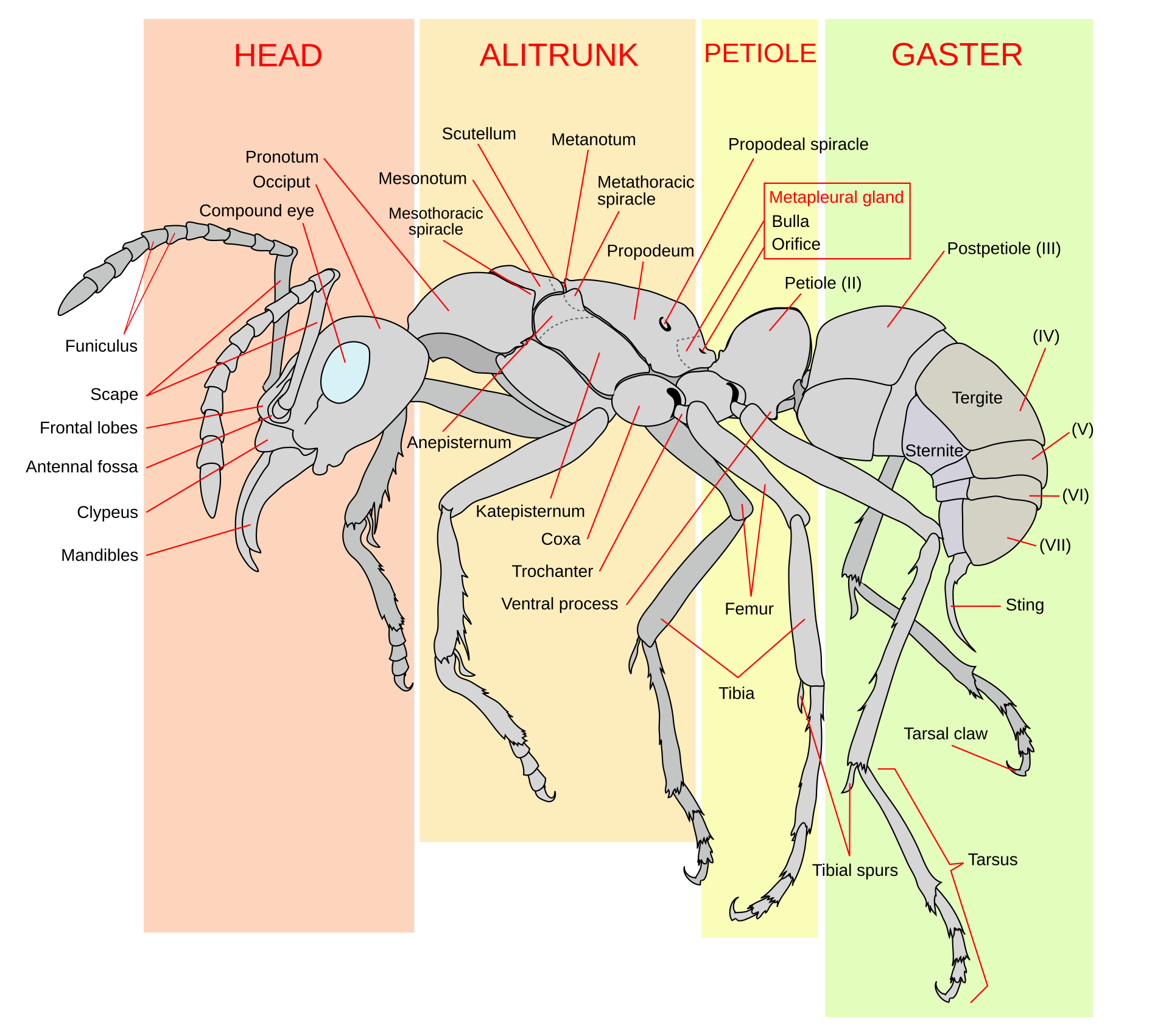 Esquema de una hormiga obrera vista de lado con sus partes señaladas: cabeza, antenas, mandíbulas, tórax, patas y abdomen