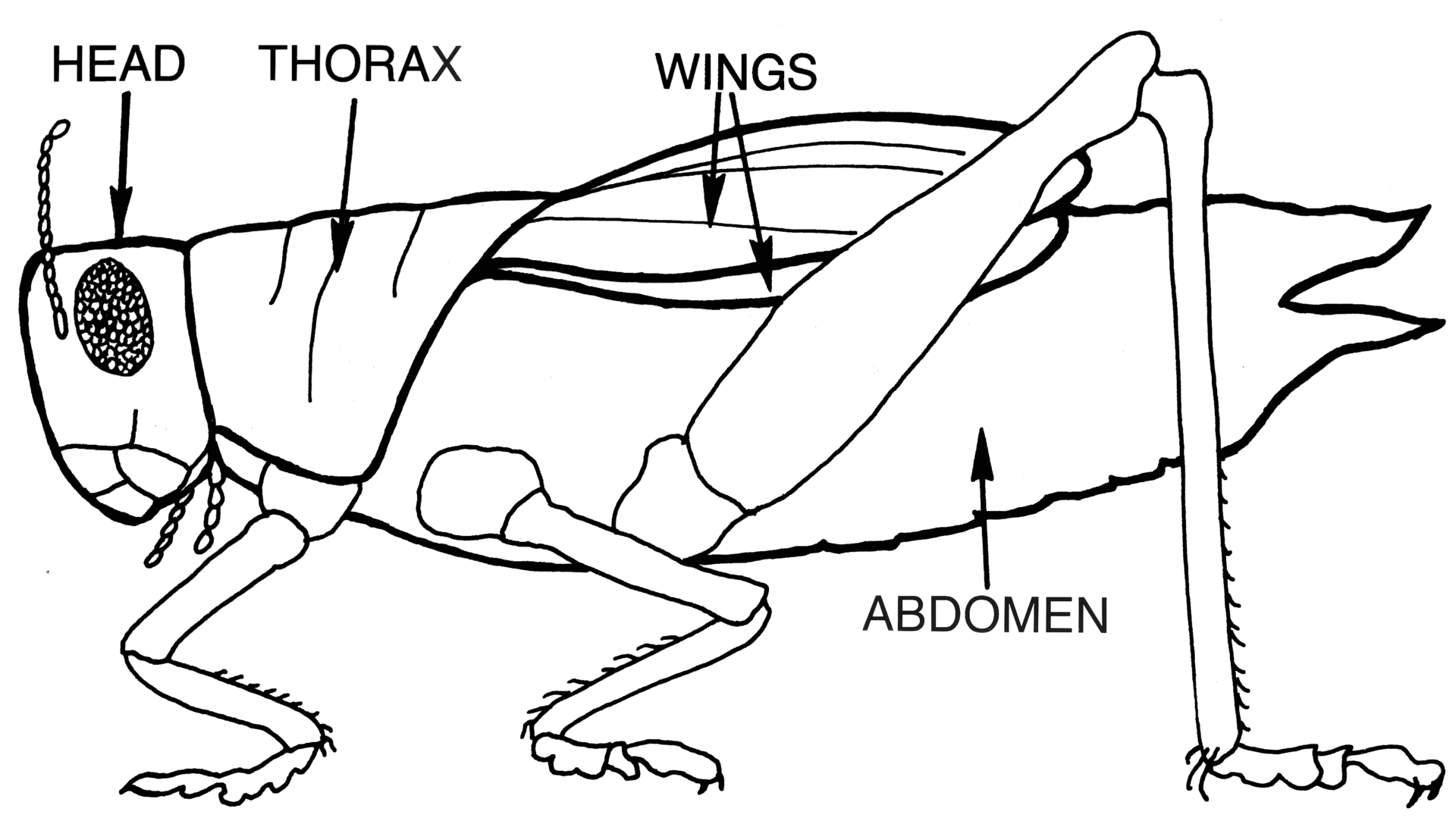 Dibujo de un insecto visto de lado con las partes señaladas: cabeza con antenas y ojos, tórax con las patas y las alas, y abdomen