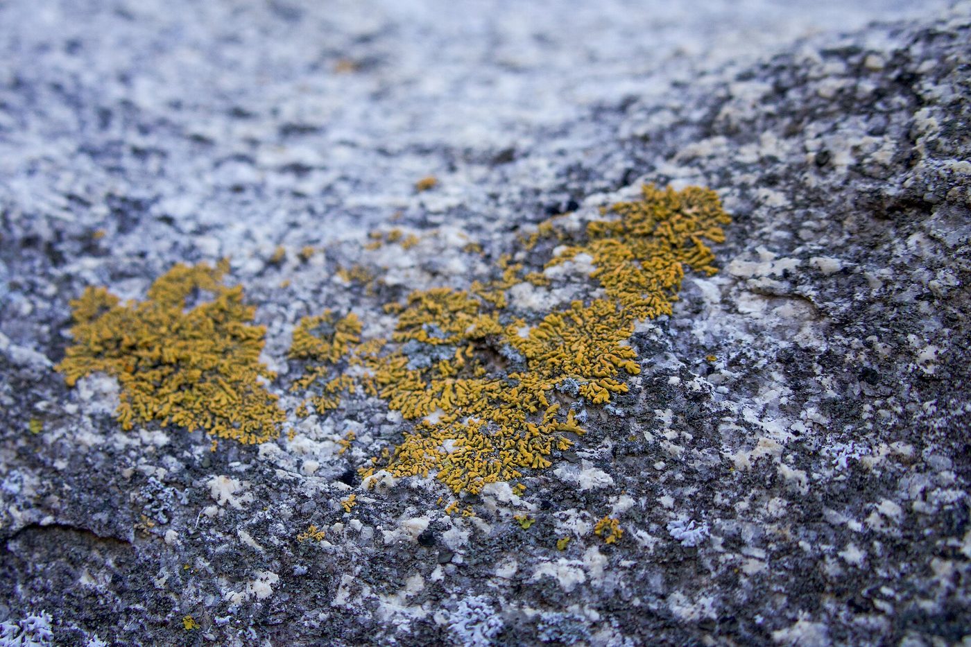Fotografía de cerca de un liquen amarillo verdoso creciendo sobre la superficie de una roca