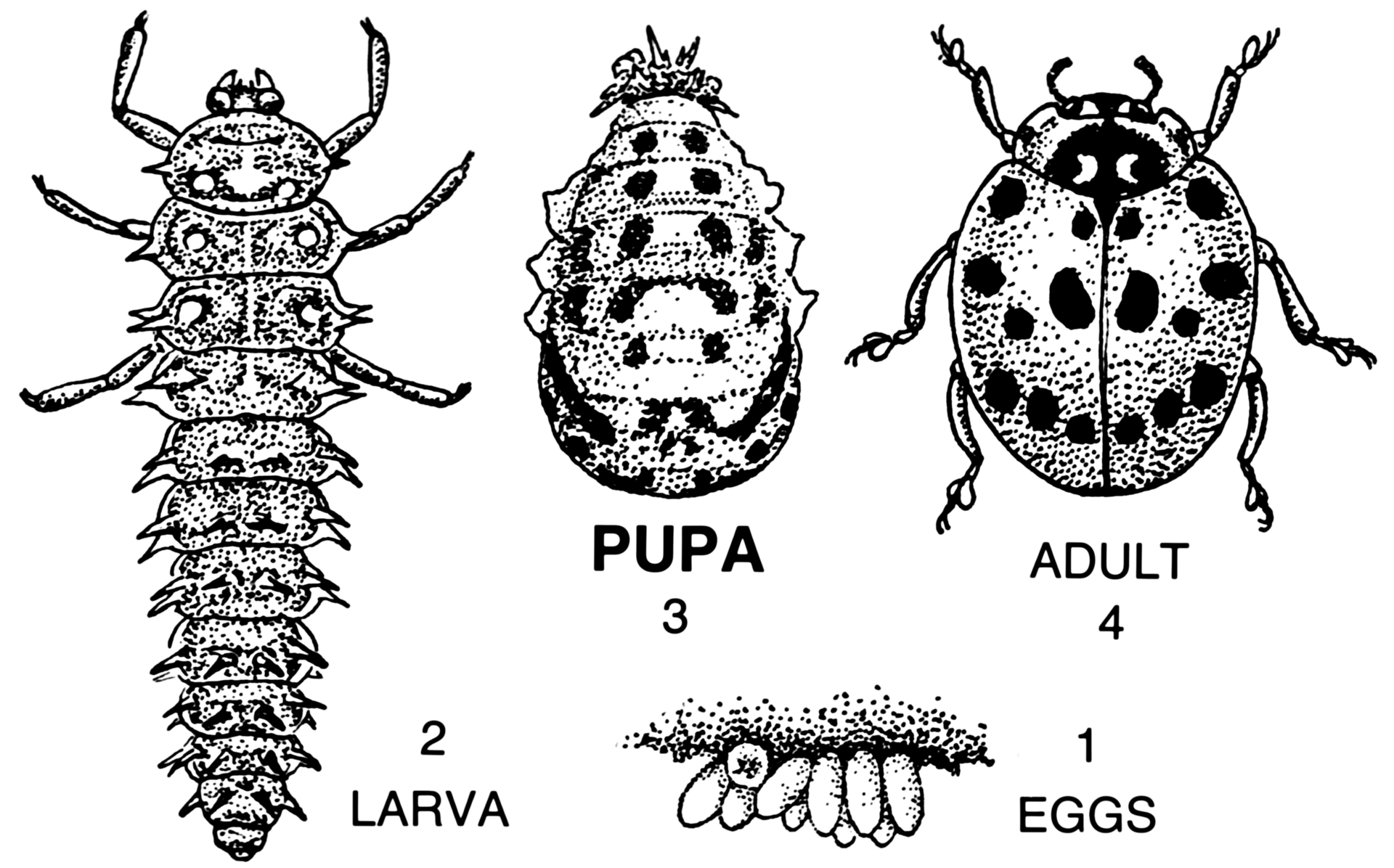 Dibujo del ciclo de vida de una mariquita: huevos, larva alargada, pupa y adulto redondo con puntos