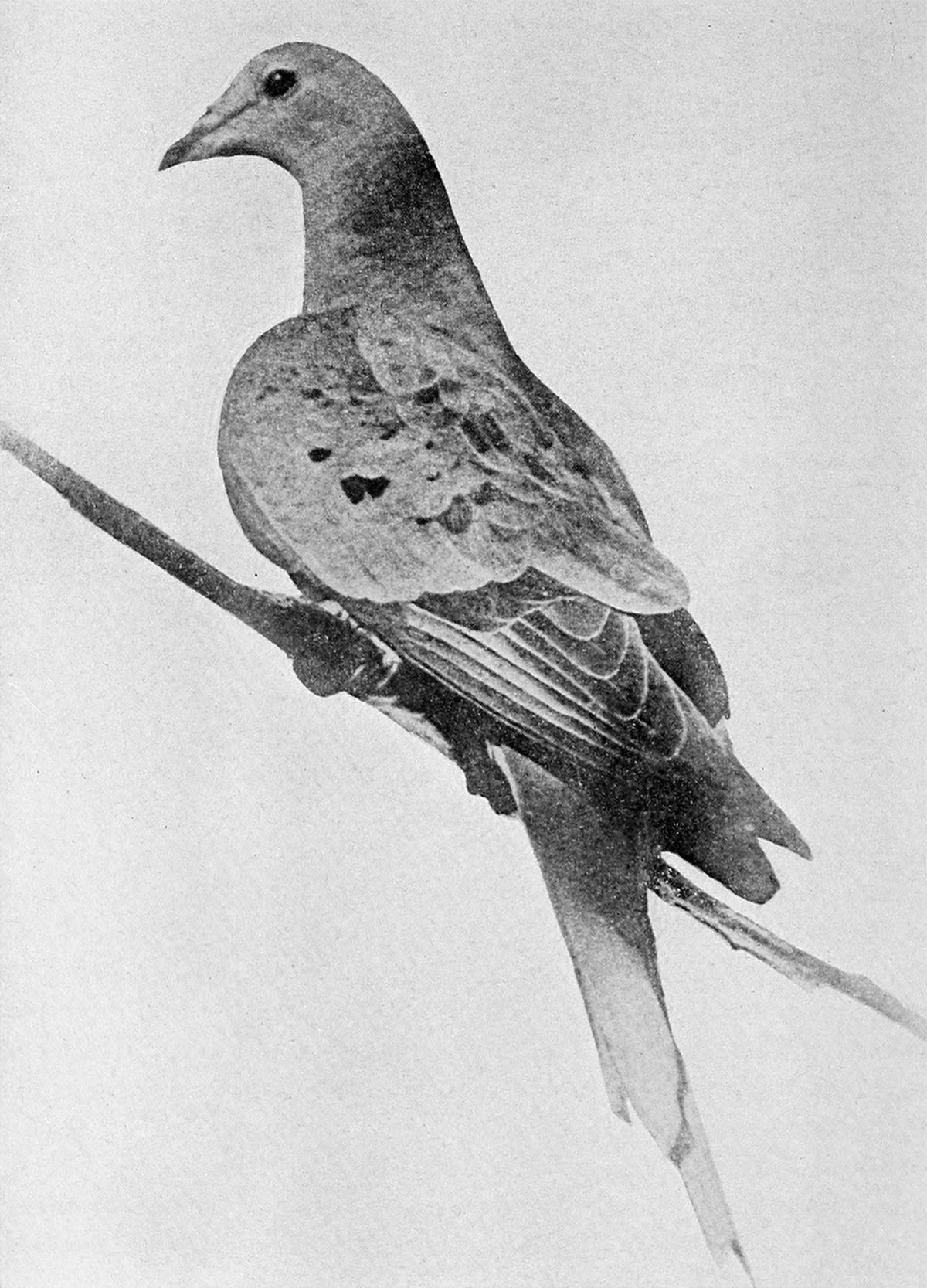 Fotografía en blanco y negro de una paloma posada en una percha dentro de una jaula