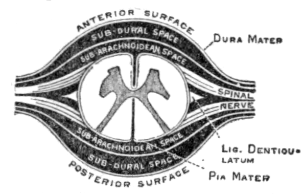 Dibujo de un corte transversal de la médula espinal, con la sustancia gris en forma de mariposa en el centro y la blanca alrededor