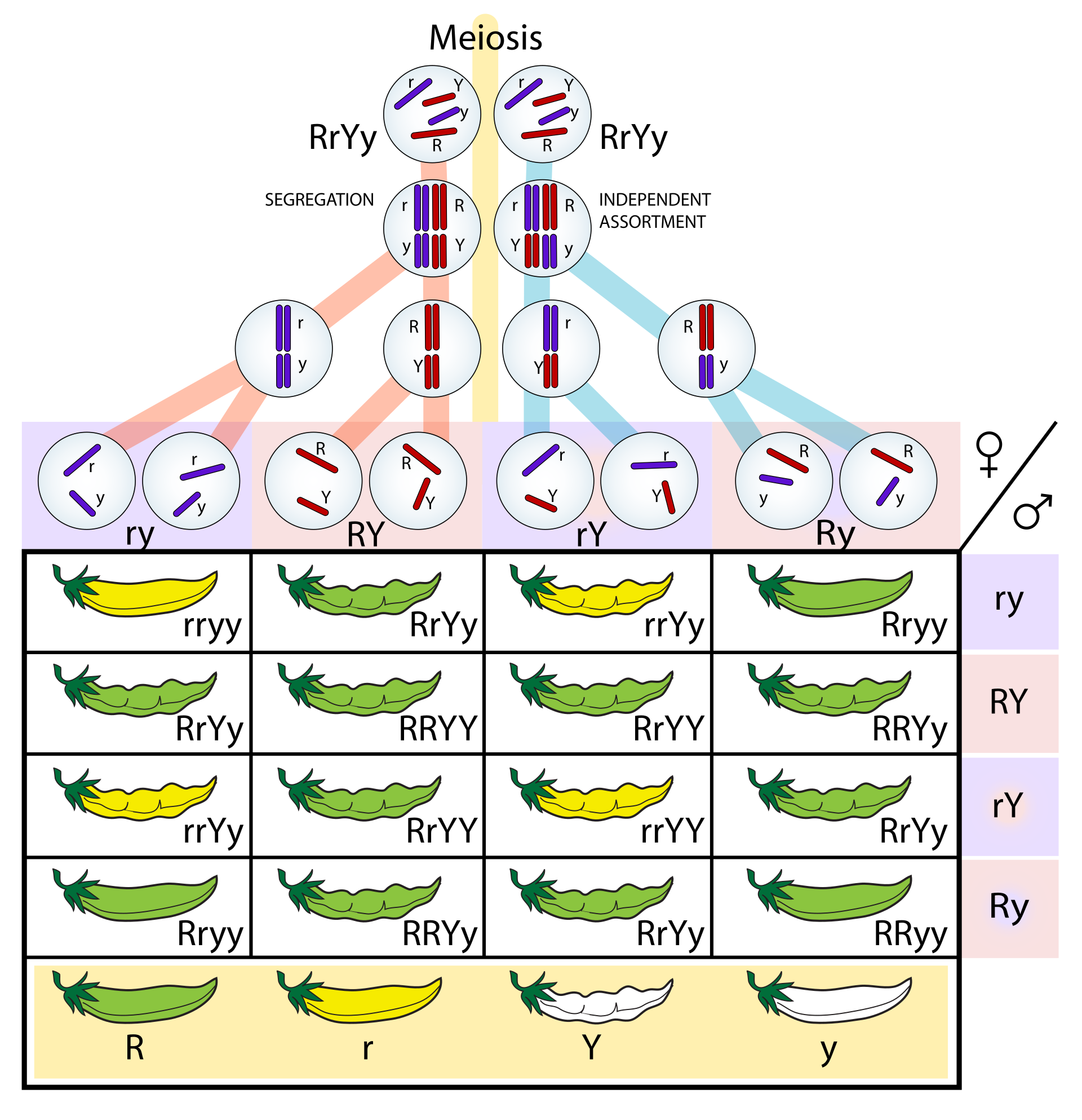 Tabla con cromosomas de colores que muestra cómo los genes se separan y se combinan de manera independiente durante la meiosis