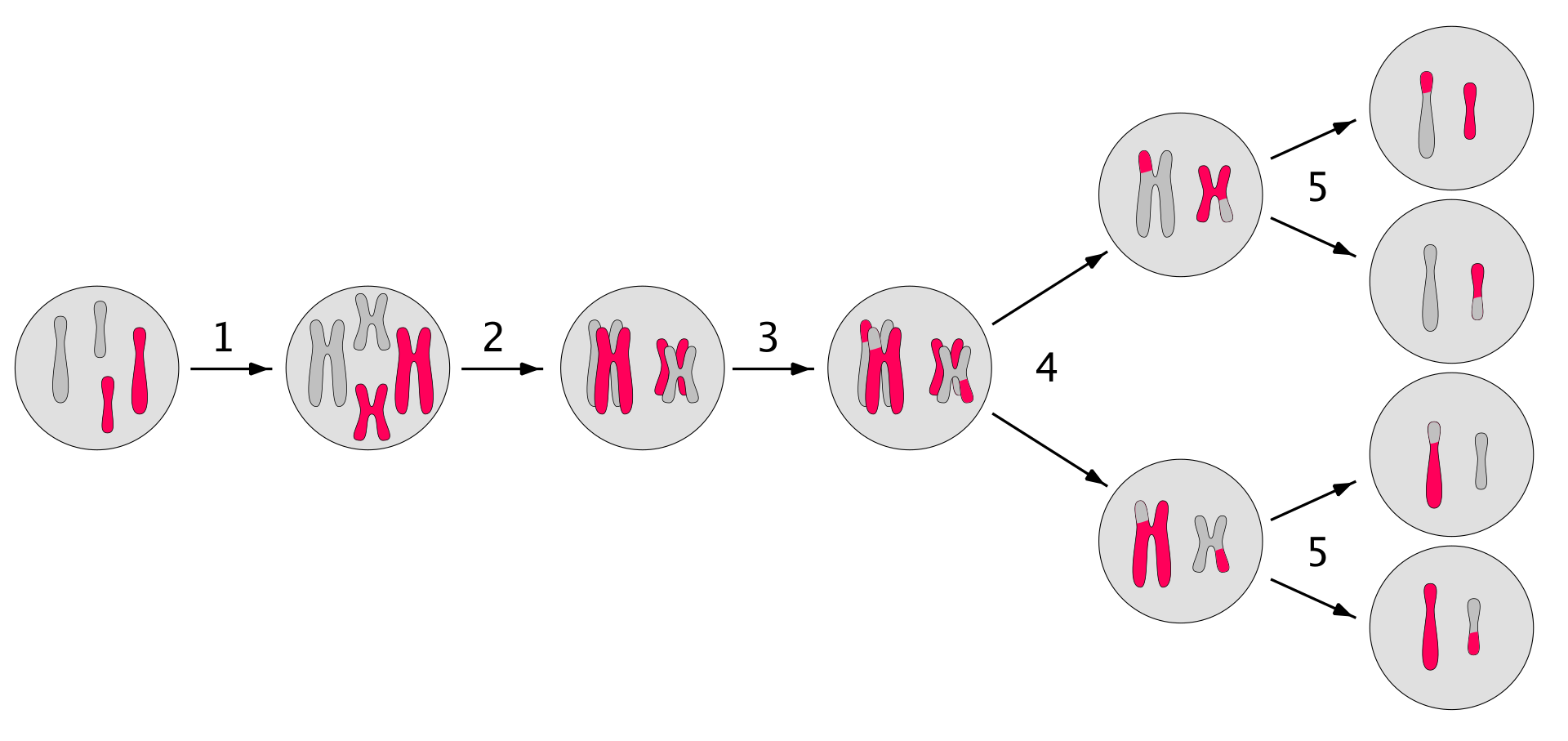 Esquema de la meiosis: una célula con dos parejas de cromosomas se divide dos veces y produce cuatro células con un solo cromosoma de cada pareja