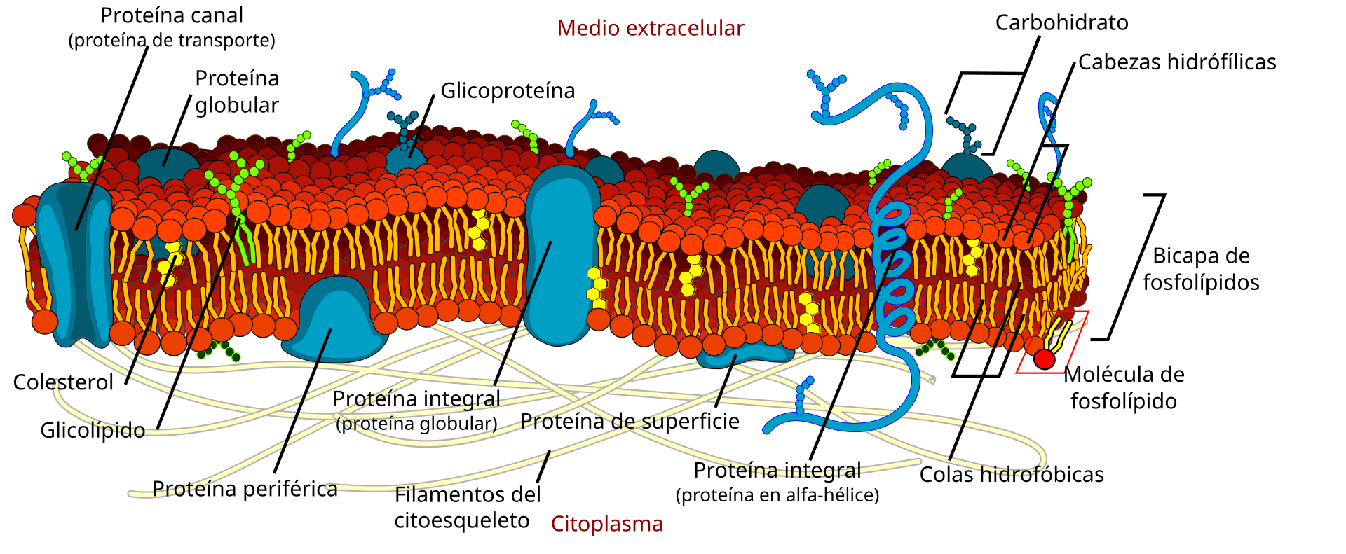Esquema de la membrana celular: dos filas de fosfolípidos con proteínas incrustadas, colesterol entre ellas y cadenas de azúcares hacia el exterior