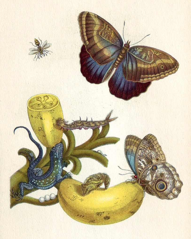 Lámina antigua en color con una planta, una oruga, una crisálida y una mariposa adulta, pintadas juntas con gran detalle