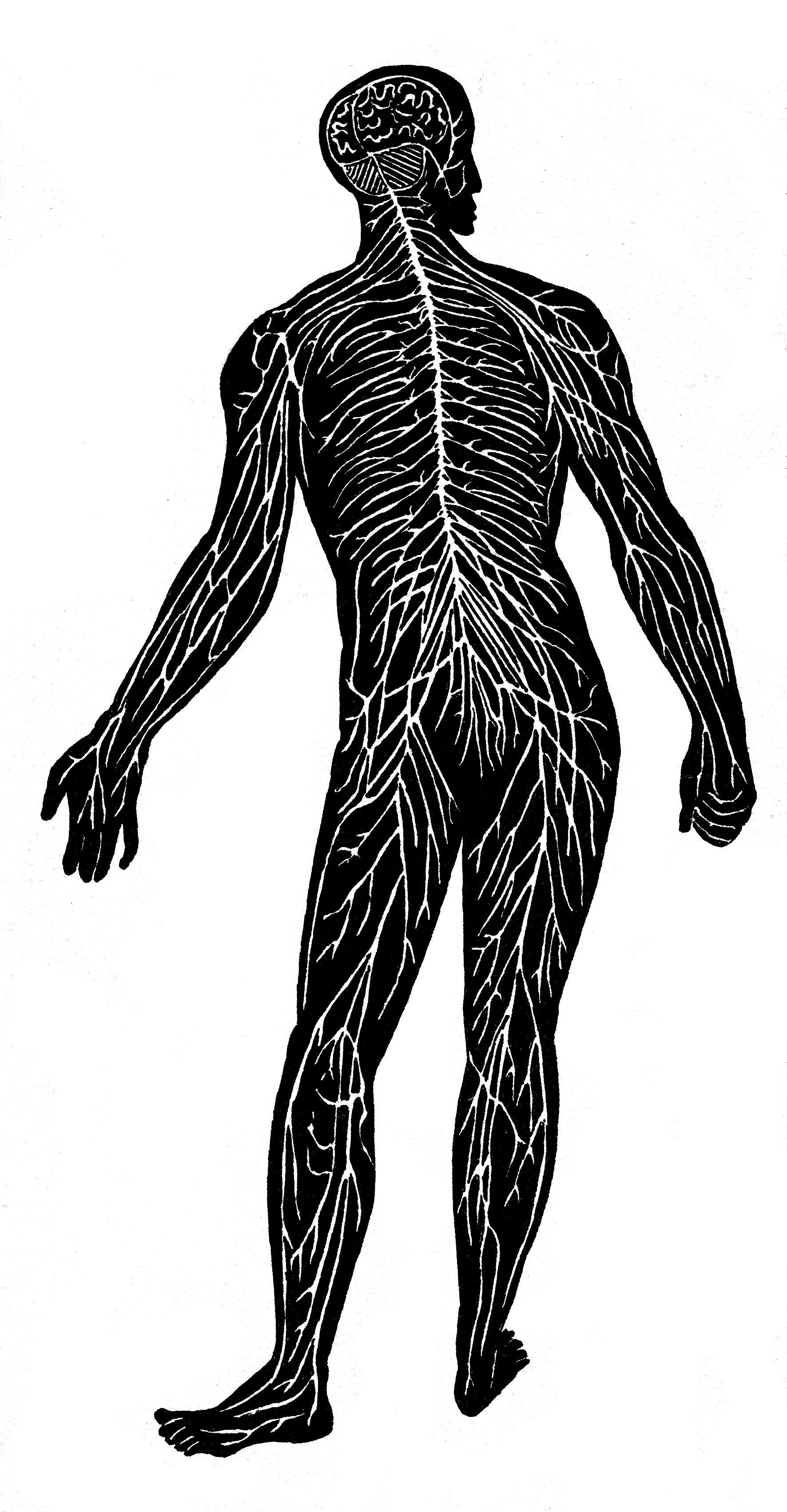 Dibujo de una silueta humana con el cerebro, la médula espinal y los nervios que se ramifican desde ella hasta los brazos y las piernas