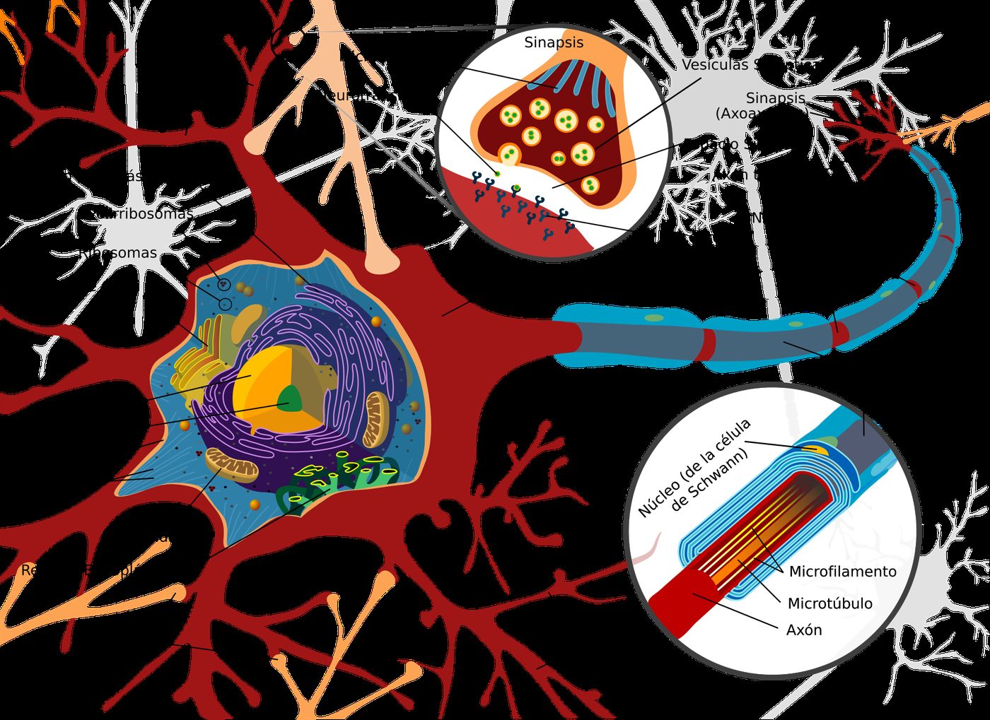 Esquema de una neurona con el cuerpo celular y el núcleo, las dendritas ramificadas, el axón largo envuelto en mielina y las terminaciones al final, con los nombres en español