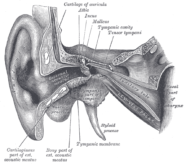 Dibujo de un corte del oído con el conducto externo, el tímpano, los tres huesecillos, la cóclea en espiral y los canales semicirculares
