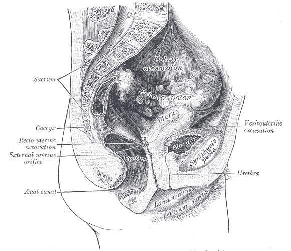 Dibujo anatómico de un corte lateral de la pelvis femenina con el útero, la vagina, la vejiga y el recto