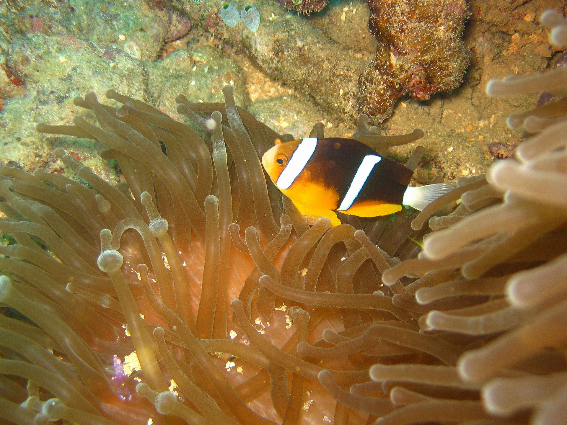 Fotografía submarina de un pez payaso naranja con bandas blancas entre los tentáculos de una anémona