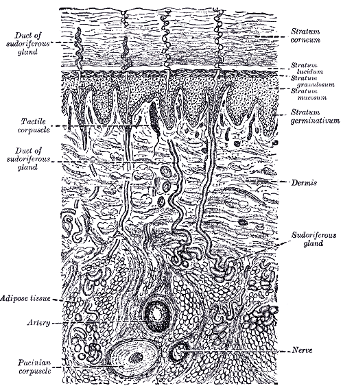 Dibujo de un corte de la piel al microscopio, con las capas de la epidermis arriba y las papilas de la dermis debajo
