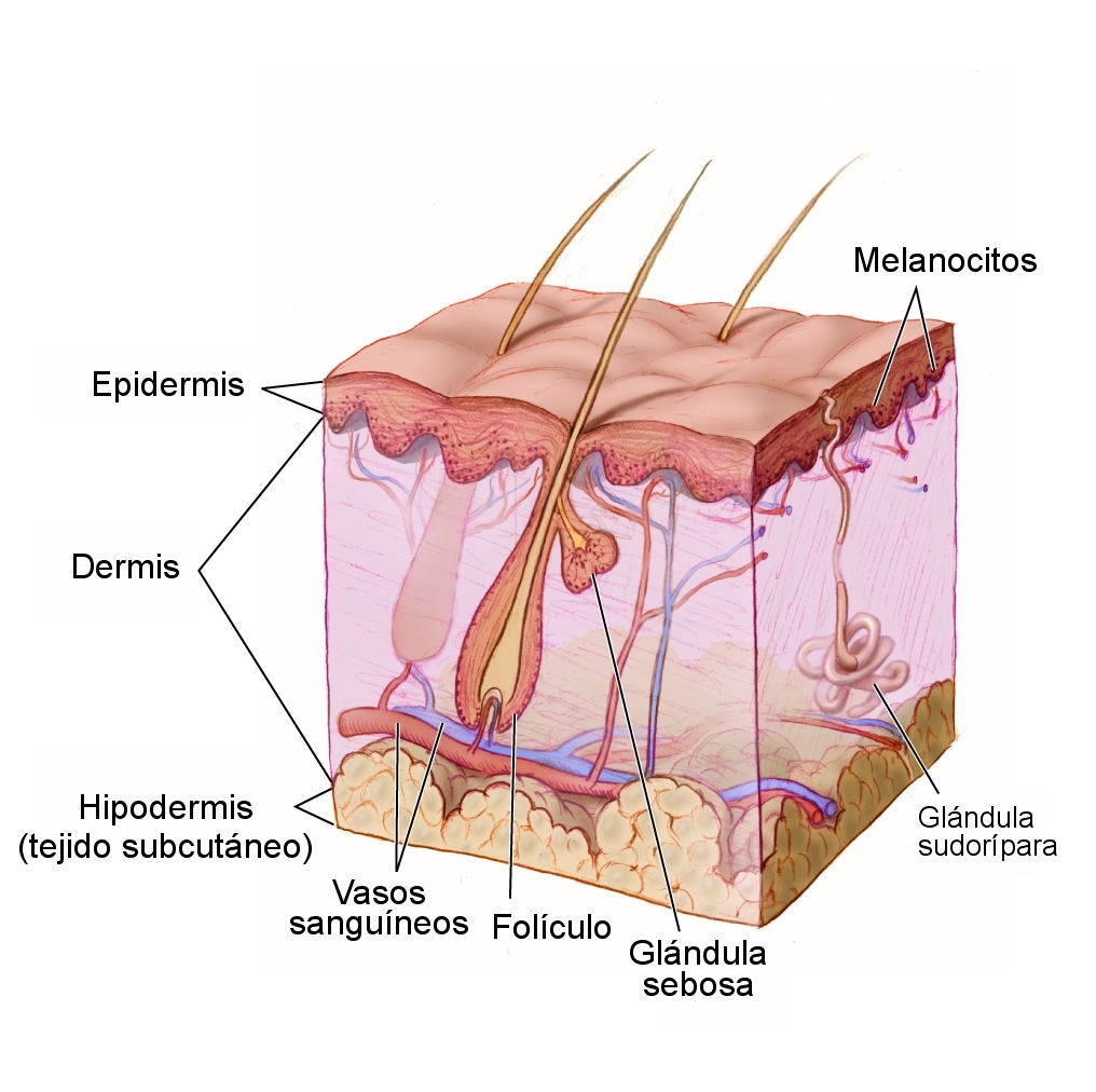 Esquema de un corte de la piel con la epidermis, la dermis y la capa de grasa, con un pelo, una glándula sudorípara, vasos y nervios, con los nombres en español