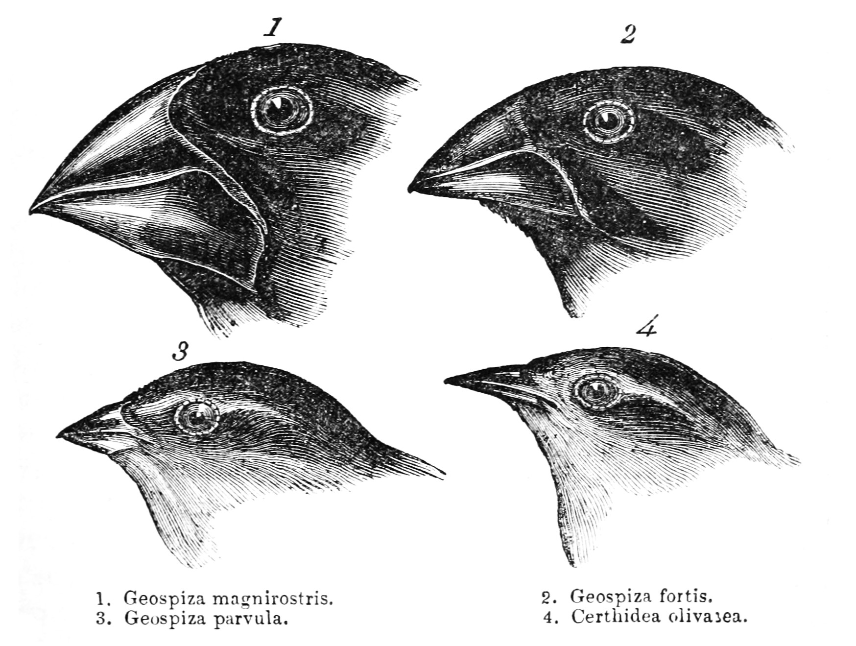 Cuatro dibujos de cabezas de pinzones con picos de tamaños muy distintos, desde uno grueso y fuerte hasta otro fino