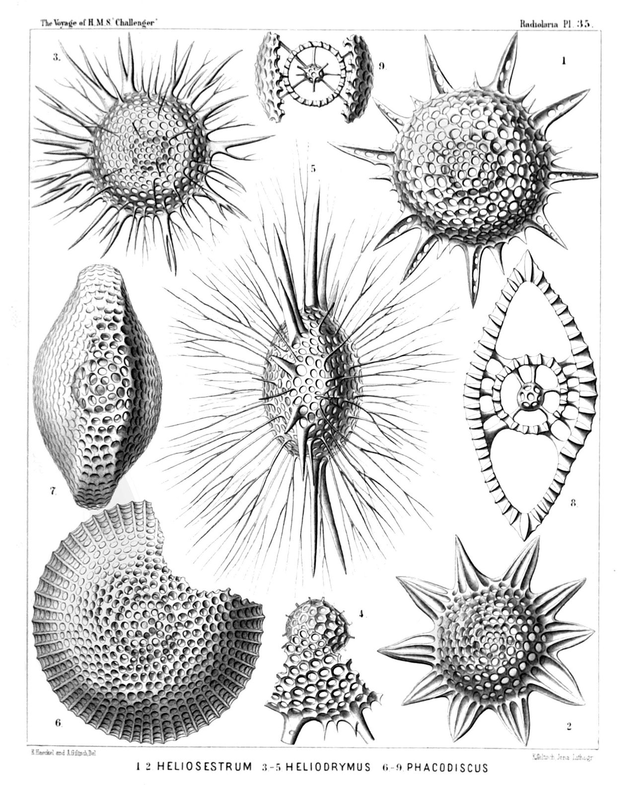 Lámina en blanco y negro con esqueletos de radiolarios, esferas y estrellas de formas geométricas caladas y con espinas