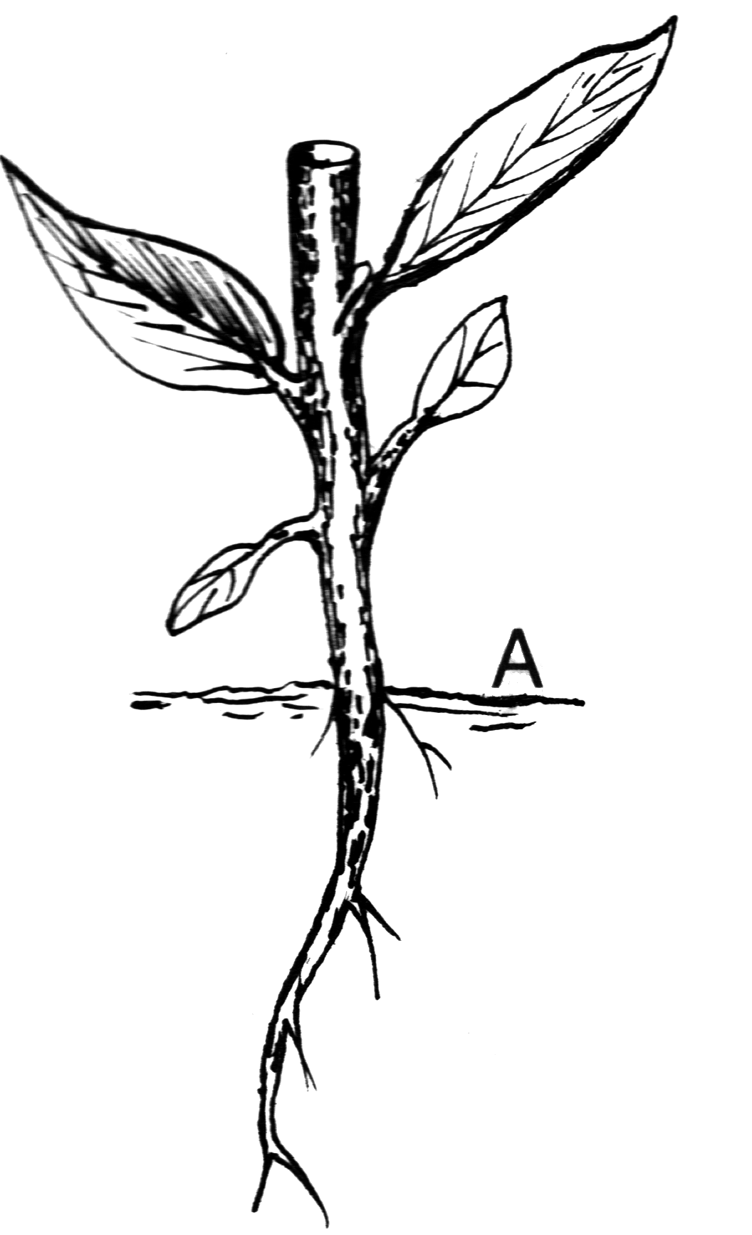 Dibujo de una raíz principal gruesa que baja recta con raíces secundarias más finas saliendo de ella