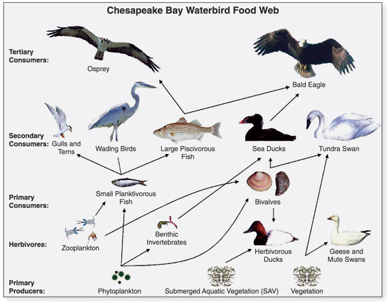 Diagrama de una red trófica de aves acuáticas: plantas y algas abajo, insectos, peces y moluscos en medio, y patos, garzas y águilas arriba, unidos por flechas