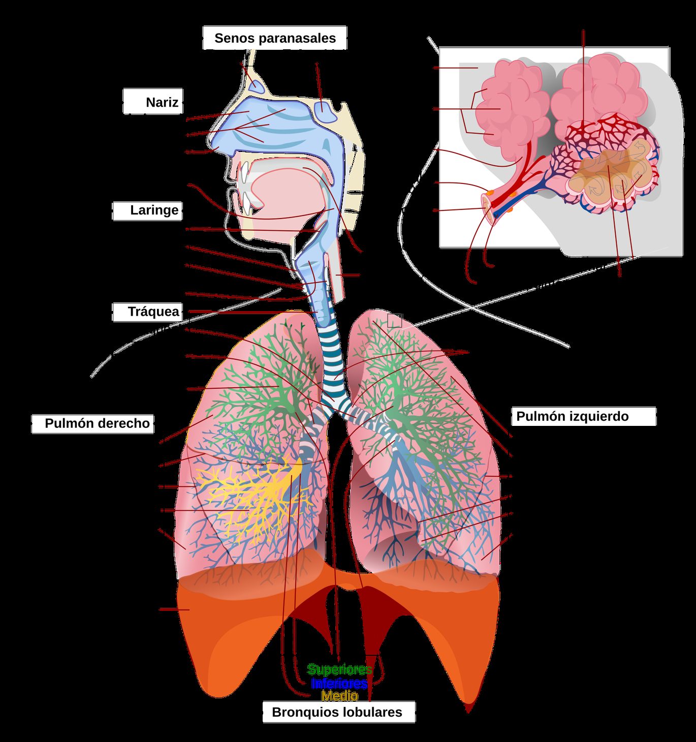 Esquema del aparato respiratorio con la nariz, la laringe, la tráquea, los bronquios y los pulmones, y un detalle ampliado de los alvéolos rodeados de vasos