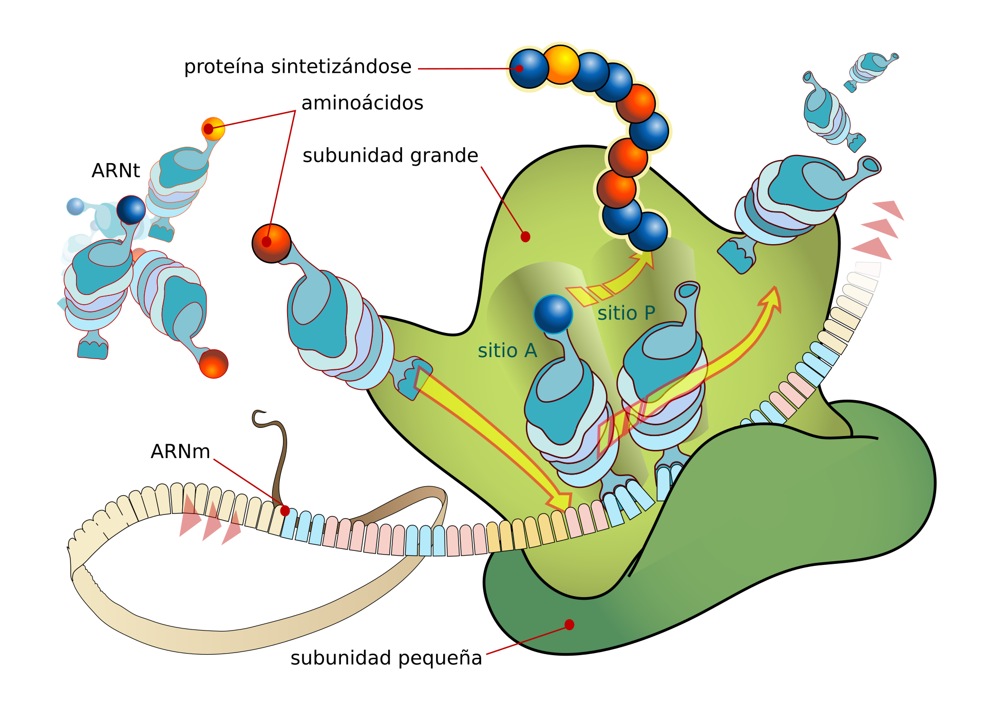 Esquema de un ribosoma leyendo una hebra de ARN mensajero, con moléculas de ARN de transferencia que traen aminoácidos y la cadena de proteína que va creciendo