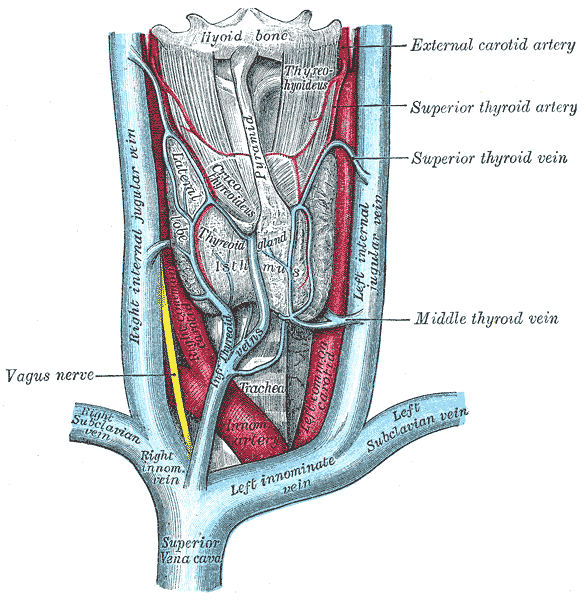 Dibujo anatómico del cuello con la glándula tiroides, con forma de mariposa, delante de la tráquea